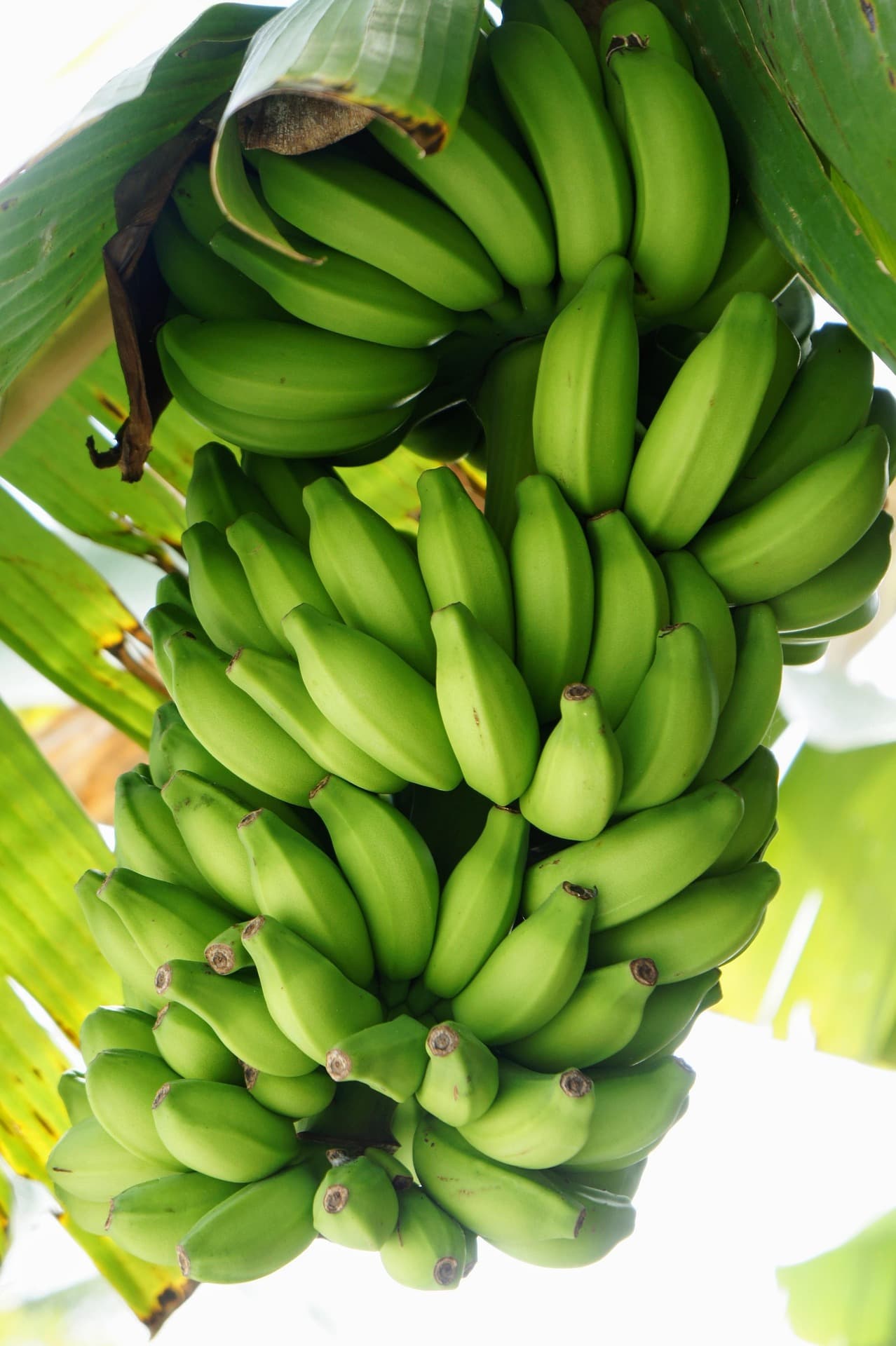 Kỹ sư kiểm tra chất lượng nông sản trong nhà kính