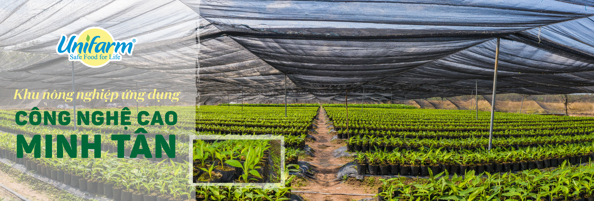 Vườn ươm khu nông nghiệp công nghệ cao Minh Tân